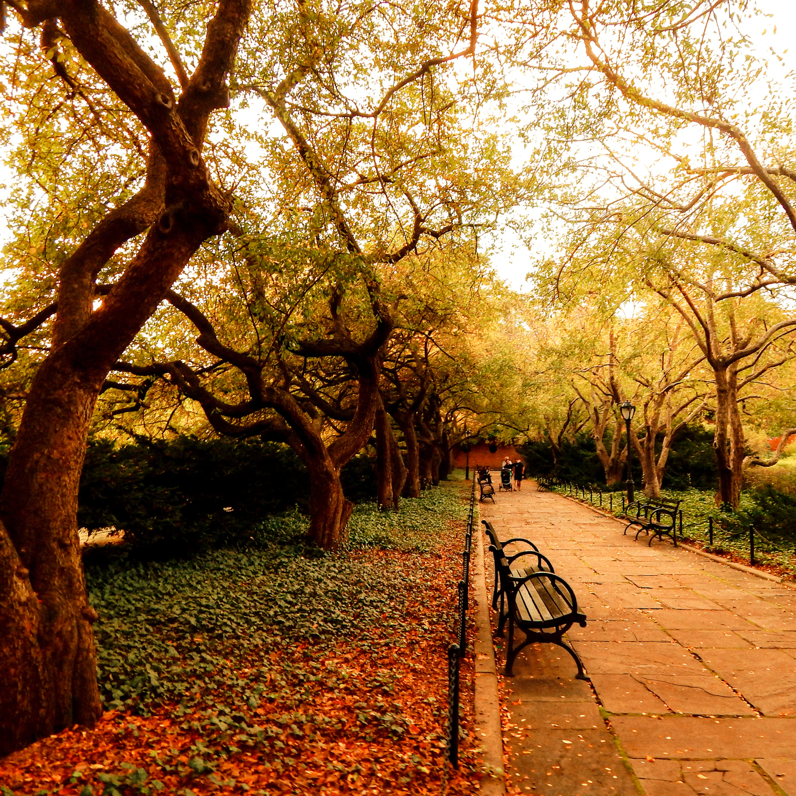 An empty park bench along a path under autumn trees