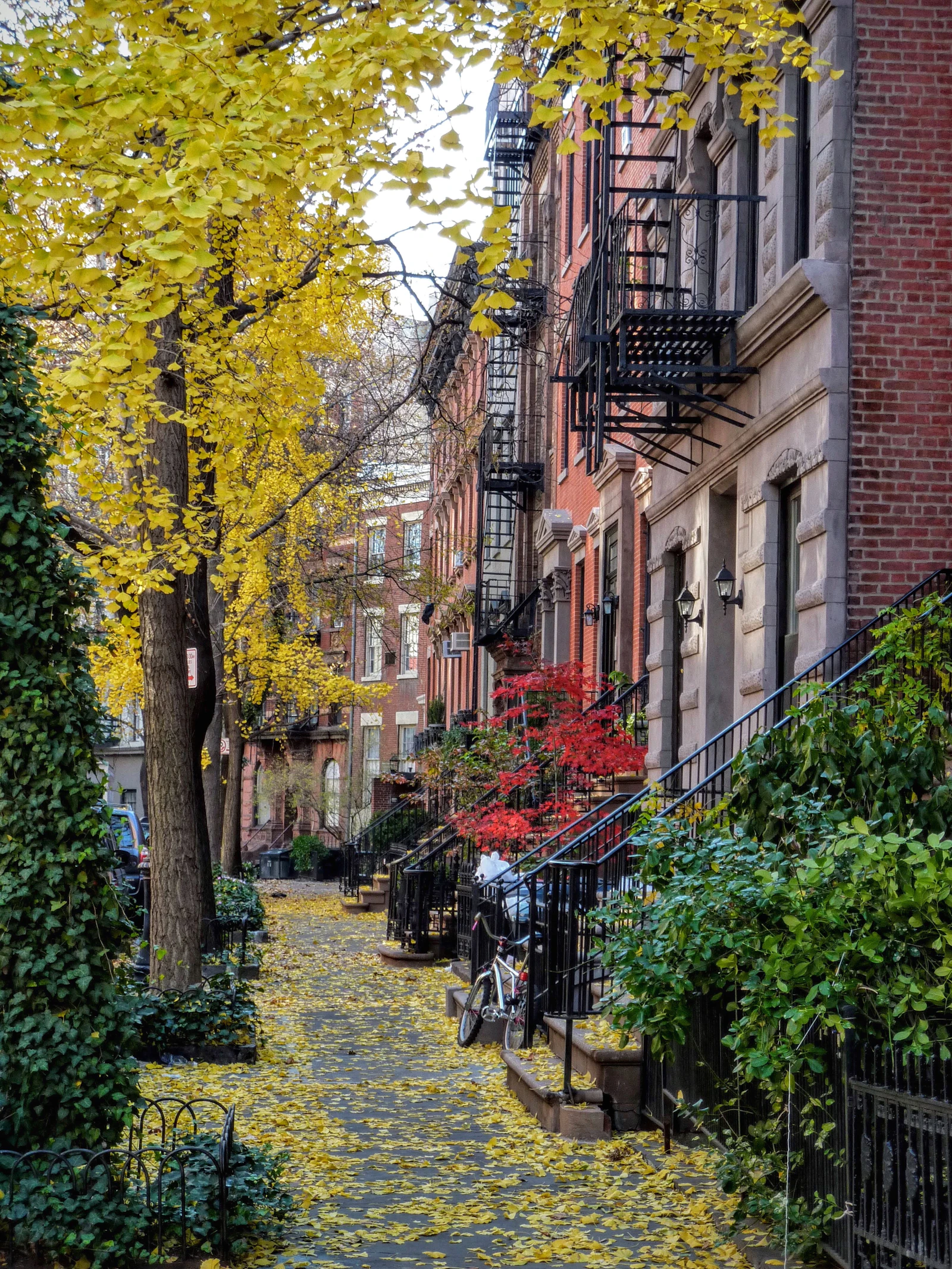 Brownstone row houses with stoops and yellow autumn leaves on a quiet New York street